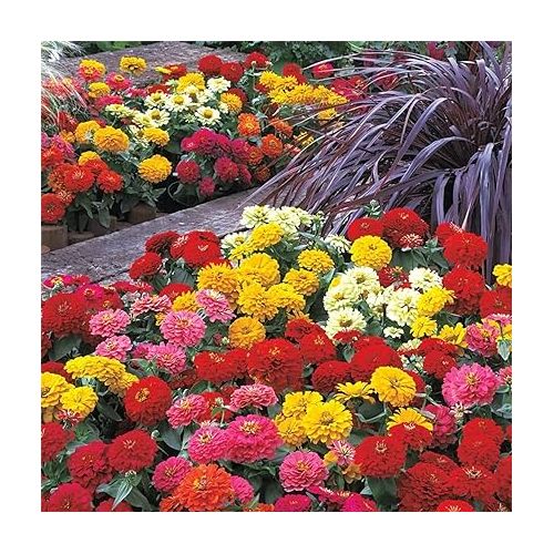  1000+ Crazy Blend Zinnia Seeds for Planting Zinnia Elegans Heirloom Open Pollinated & Untreated Mixed Color Zinnia Flowers