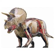 Tedco 4D Vision Triceratops Anatomy Model