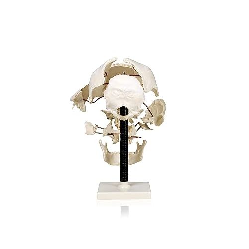  Vision Scientific VAL250 Life Size Beauchene Model | “Exploded” to Show How Bones Fit Together | Disarticulated, Mounted on Wire to Retain Spatial Relationship | Med. Studies | W Identification Key