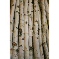 Wilson Enterprises White Birch Pole 3ft