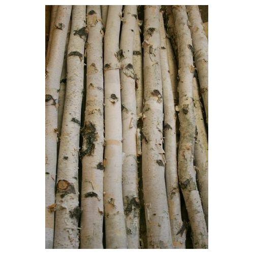 윌슨 Wilson Enterprises White Birch Pole 3ft