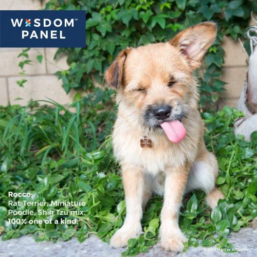  Wisdom Panel Insights Wisdom Panel Mixed Breed DNA Test Kit