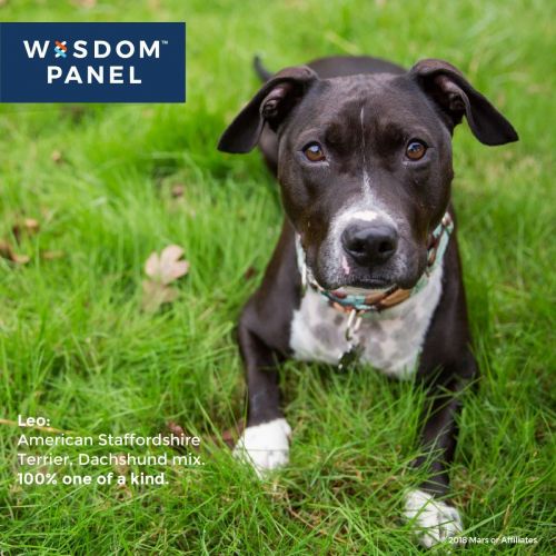  Wisdom Panel Insights Wisdom Panel Mixed Breed DNA Test Kit