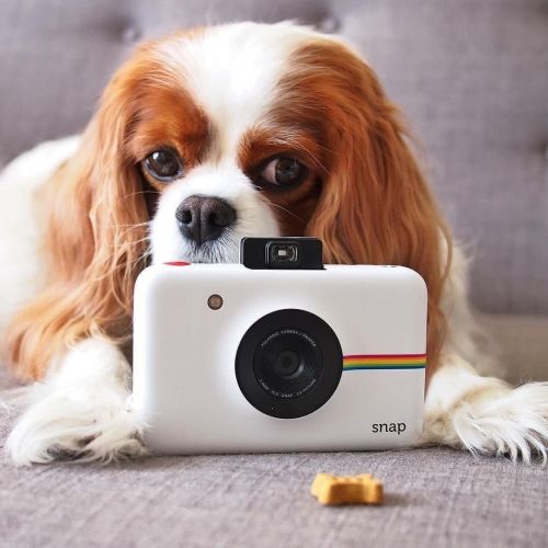 폴라로이드 Polaroid Snap Instant Digital Camera (White) with ZINK Zero Ink Printing Technology