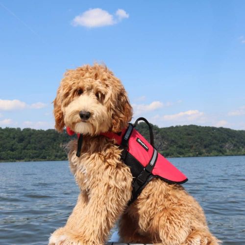  ZippyPaws - Adventure Life Jacket for Dogs - Red - 1 Life Jacket