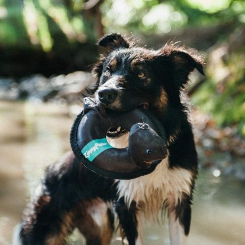  ZippyPaws - Floaterz, Outdoor Floating Squeaker Dog Toy