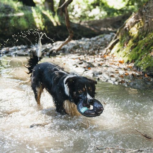  ZippyPaws - Floaterz, Outdoor Floating Squeaker Dog Toy