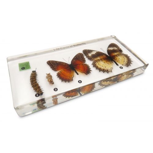  NA Butterfly Development Lifecycle Life Cycle Specimen Acrylic Block Educational
