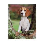 Dogimage Beagle Flag, Beagle Gift, Beagle Art, Beagle