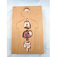 MirusToys Human anatomy tray - human organ holder - classroom toy - montessori - waldorf -homeschooling - christmas gift - stem toy - science toy