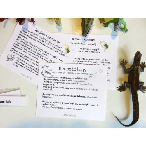  2022 Models of 4 South American Lizards, 2 Snakes and a Crocodile with matching information cards