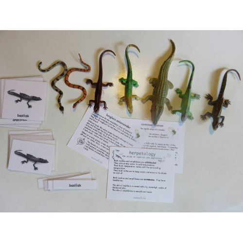  2022 Models of 4 South American Lizards, 2 Snakes and a Crocodile with matching information cards