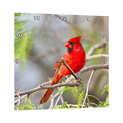  3dRose Northern Cardinal, male Starr, Texas, USA., Wall Clock, 10 by 10-inch