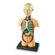 Learning Resources Human Body Anatomy Model by Learning Resources