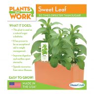 Sweet Leaf Plant Kit by Dunecraft