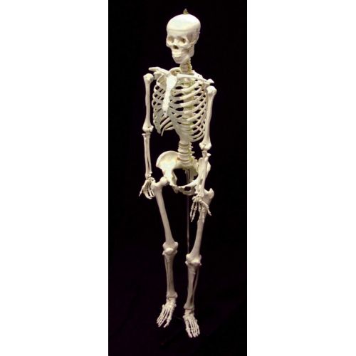  American Educational Rugged Plastic Life Sized Skeleton Model, 67 Height