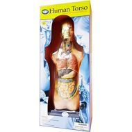 Elenco Human Torso Model Kit Large