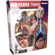 Fame Master 4D Vision Deluxe Human Anatomy Torso Model