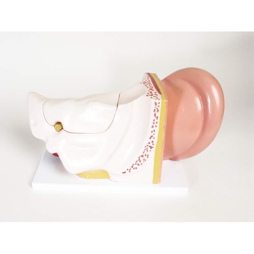  American Educational Products American Educational Large Ear Model