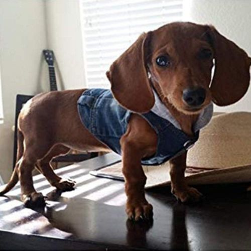  Companet Pet Vests Dog Denim Hoodies Dog Clothes Puppy Jacket Dog Outfit for Small Dogs
