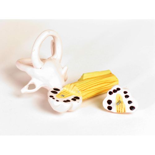  American Educational Products American Educational Large Ear Model