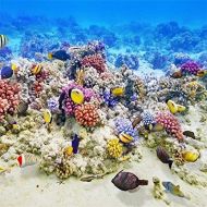 FidgetFidget Photography Background Underwater Coral Reef Fishes 8x8ft Studio Backdrop Prop