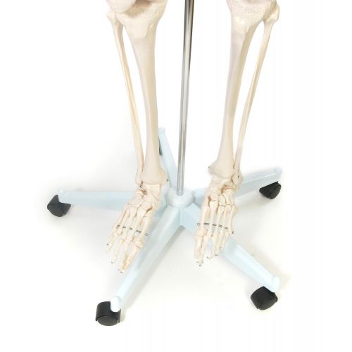  American Educational Rugged Plastic Life Sized Skeleton Model, 67 Height