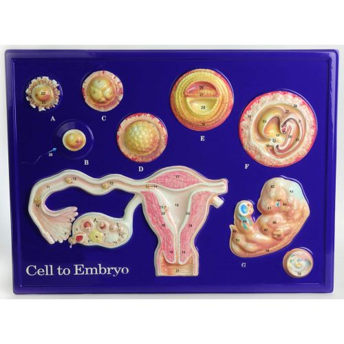  American Educational Products American Educational Cell To Embryo Model Activity Set, 24 Width x 18 Height
