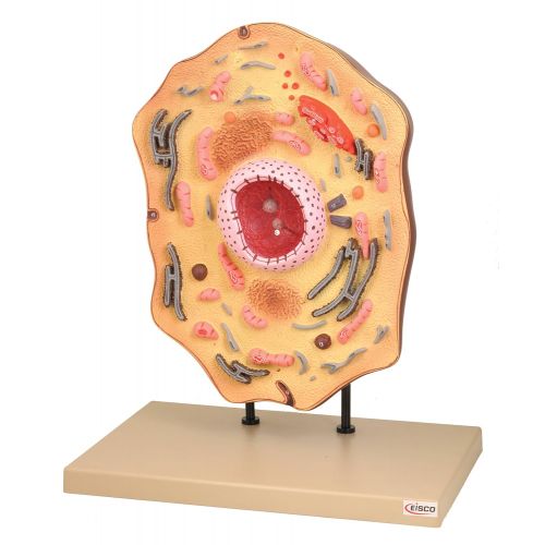  EISCO Plastic Animal Cell Model, Enlarged 20,000x