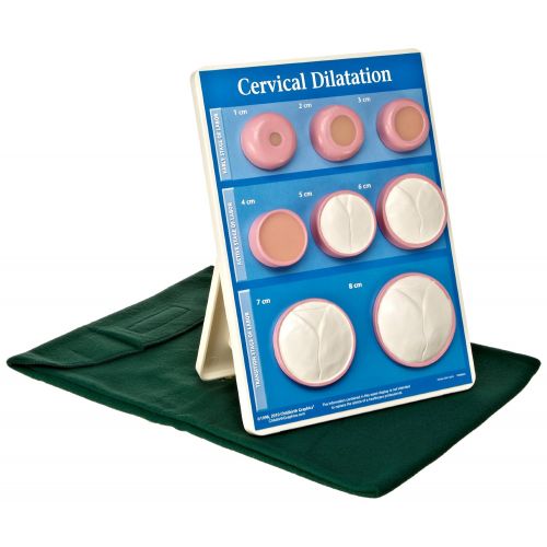  HEALTH EDCO W43093 Cervical Dilation Easel Display, 9 Length x 12 Height