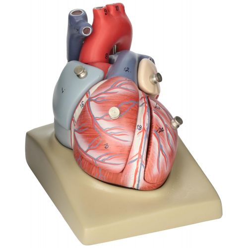  EISCO Human Heart Model, 7 Parts