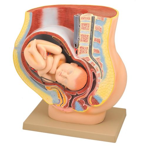  EISCO Human Pregnancy Pelvis Model with Removable Fetus, 42cm Length x 23cm Width x 42 cm Height, Hand Painted