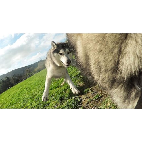 고프로 GoPro Fetch Dog Harness (GoPro Official Mount)