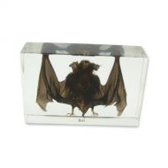 REALBUG Bat Specimen