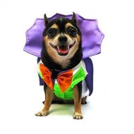 Puppe Love Dog Costume DOGULA COSTUMES Dress Your Dogs As Dracula Vampire