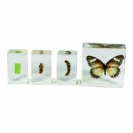 REALBUG Butterfly Lifecycle 4pc Set