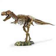 Elenco Edu-Toys T-Rex Skeleton 36 Scale Replica Model | Assemble & Display | Start Your Own Dinosaur Museum | True To Life Skeleton