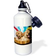 3dRose wb_140462_1Two Golden Retriever puppy dogs NA02 ZMU0183 Zandria Muench Beraldo Sports Water Bottle, 21 oz, White