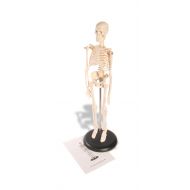 American Educational Products American Educational Skeleton Model, 17 Height