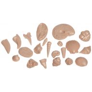 American Educational Products American Educational Earth History 21 Fossils Reproduction Model (Set of 5)