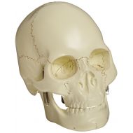 EISCO Basic Human Skull Model, 2 Parts
