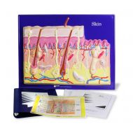 American Educational Products American Educational Skin Model Activity Set