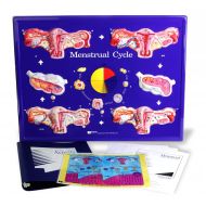 American Educational Products American Educational Menstrual Cycle Model Activity Set