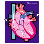 American Educational Products American Educational Human Heart Walk-Thru Mat, 60 Length x 50 Width