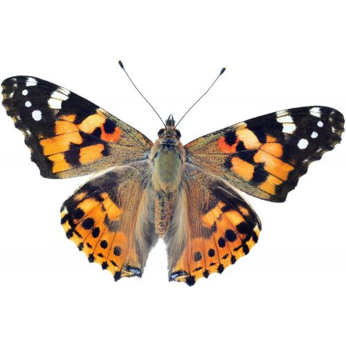  [아마존베스트]Clearwater Butterfly Company Live Cup of 5 Painted Lady Caterpillars to Grow Butterflies Kit - Ready to Ship Now