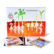 American Educational Products American Educational Germination Model Activity Set