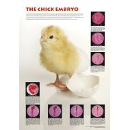 American Educational Products American Educational Chicken Embryo Poster