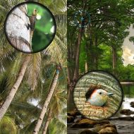 [아마존베스트]Archeer 16x52 Monocular Dual Focus Optics Zoom Telescope for Birds Watching / Wildlife / Hunting / Camping / Hiking / Tourism / Armoring / Living Concert 66m/8000m