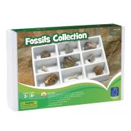 Educational Insights Fossil Collection