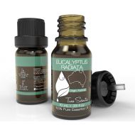 Two Scents Eucalyptus Radiata Essential Oil - 100% Pure & Natural Premium Therapeutic Grade Oil - Use for Nebulizer, Ultrasonic Diffuser, Skin, Perfume, Lip Balm, Fragrance, Moistu